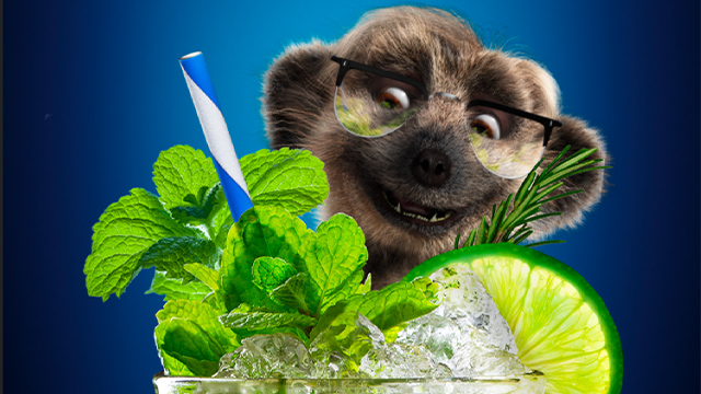 Meerkat Meals